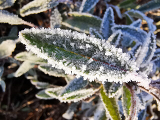Naklejka premium frozen salvia plant in the winter