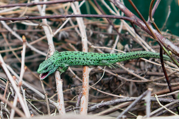 A beautiful large bright green lizard with an open mouth hides in dry branches and grass. Lizard close up. Open mouth of a reptile.