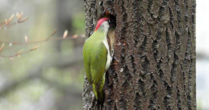 A male green woodpecker - Picus viridis -entering its nesting hole in an aspen tree