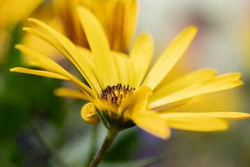 yellow daisy flower