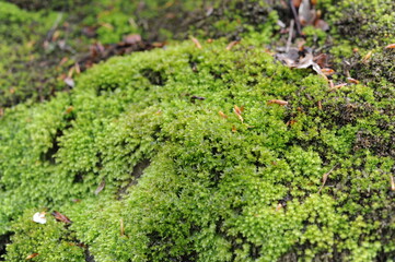 Fresh green moss in the forest after rain