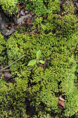 Fresh green moss in the forest after rain