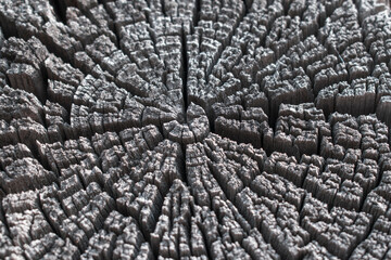 Old cut of trunk for background. Close-up. Natural radial wood crack pattern.