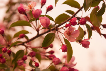 Naklejka na ściany i meble Fresh beautiful flowers of the apple tree blooming in the spring