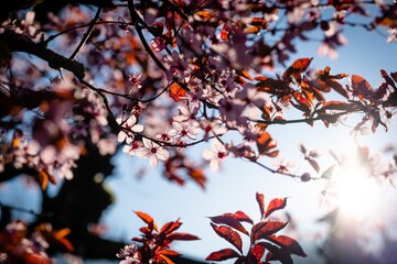 red autumn leaves