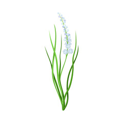 Violet Flower or Blossom on Leafy Stalk or Stem Vector Illustration
