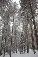 Snow covered trees