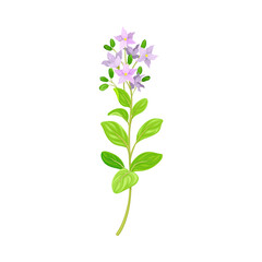 Violet Flower or Blossom on Leafy Stalk or Stem Vector Illustration