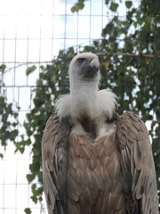 white tailed eagle in zoo