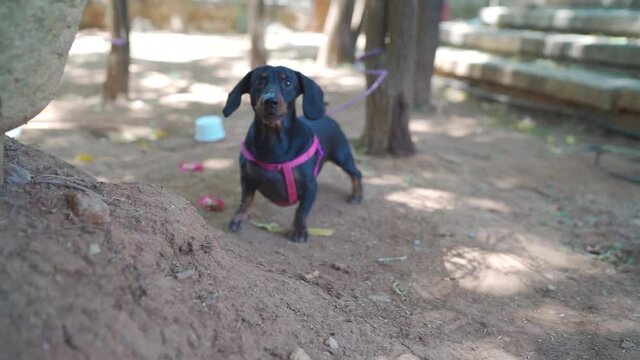 "Cute little dog wailing its tail and barking cheerfully in daylight. Dachshund pet dog tied to tree jumping and barking"