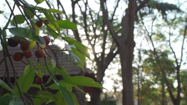Slow daylight sunrays through fruit branches & leaves. Branches against bright sunshine.