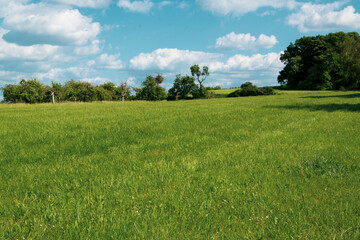Blick über eine Wiese im Frühling. Im Hintergrund eine Streuobstwiese und blauer leicht wolkiger Himmel.