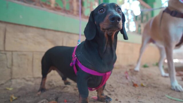 "Pet Dog curiously looking around with dog strap attached to its neck. Funny little adorable dog looking astonishingly and barking"