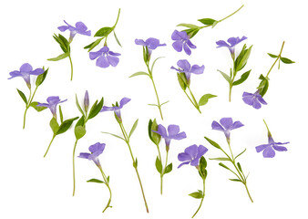 Fototapeta na wymiar blue periwinkles isolated on white background. Spring flowers.