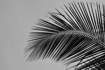 Dark palm leaf stem arc close up black and white view background against the sky