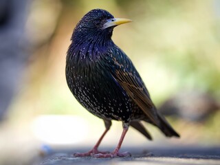 Standing Starling