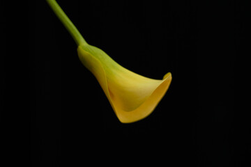 黒バックで撮影された黄色い花