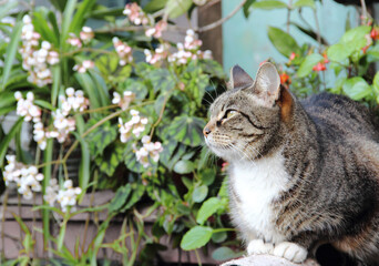 Mascotas_gato_animales_fauna_pets_cat