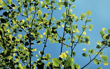 Obraz premium 新緑のゆりの木