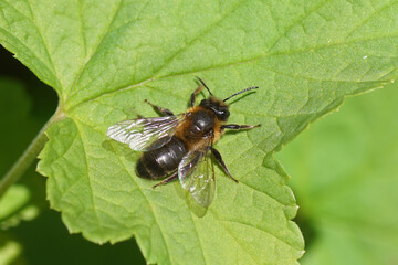Chocolate mining bee or hawthorn bee (Andrena scotica) on a leaf. Family mining bees (Andrenidae). Spring, Dutch garden. May, Netherlands