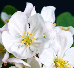 Fototapeta na wymiar cherry blossom growing on white background