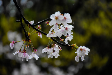 Nara of Japan