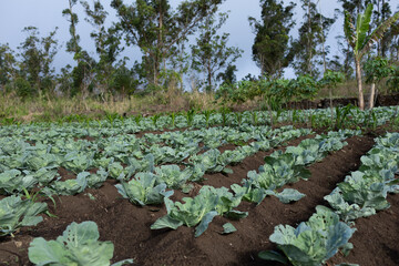Plantation de choux verts aux Comores