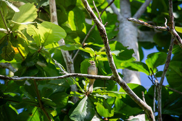Olive-backed Sunbird in nature and eating insects
