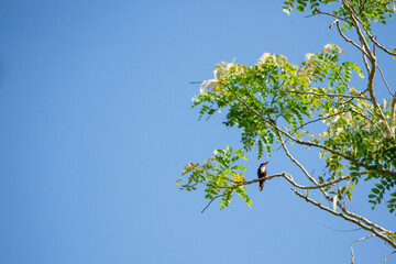 The white-throated kingfisher also known as the white-breasted kingfisher is a tree kingfisher, widely distributed in Asia from the Sinai east through the Indian subcontinent to the Philippines.