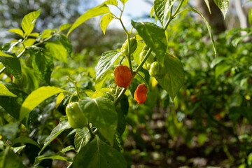 Rayon de soleil sur piment orange