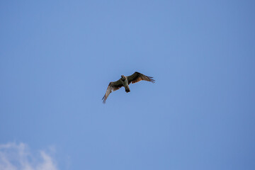 Bonelli's Eagle (Aquila fasciata), Eagle against the sky background