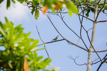 Olive-backed Sunbird in nature and eating insects