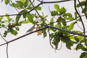 Olive-backed Sunbird in nature and eating insects