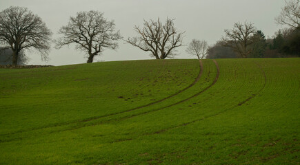 field and trees