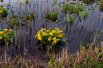 
Bloomed
 yellow spring flowers on the river on a sunny spring day
