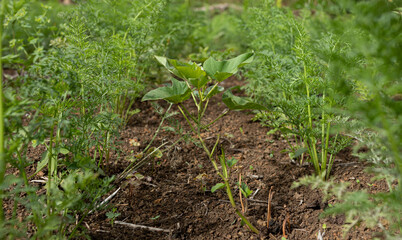 Gros plan sur plante dans champ de carottes