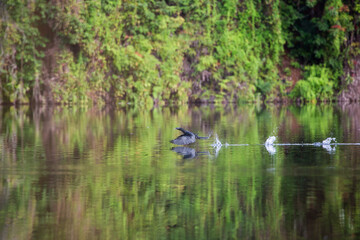 The teal is feeding in the swamps.
