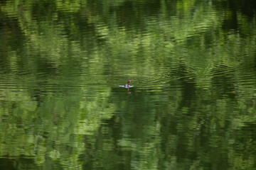 The teal is feeding in the swamps.