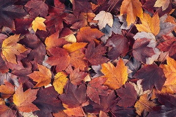 Scattered colorful red, orange and yellow fall maple leaves background. Colors of gold autumn. Seasonal decoration concept. - obrazy, fototapety, plakaty