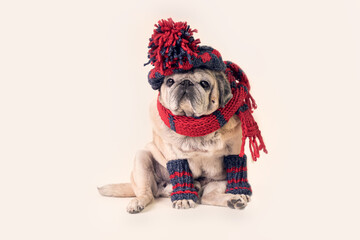 an elderly pug of beige color in knitted things on a light background