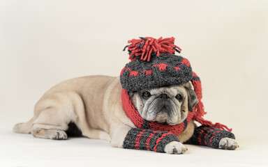 an elderly pug of beige color in knitted things on a light background