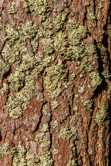 Tree bark texture with moss and lichen as background for design.