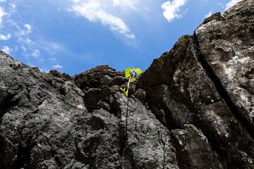 Vegetation sur rocher