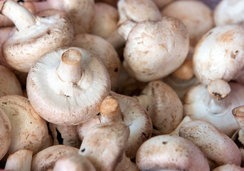 Top view of many dirty mushrooms Champignons.