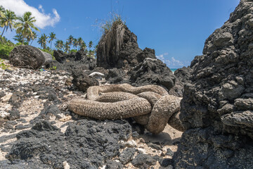 Grosse corde de bateau échouée sur la plage