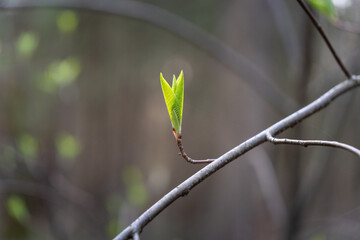 young green leaves on a branch in the forest