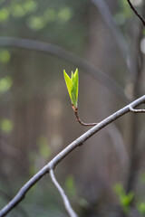 young green leaves on a branch in the forest