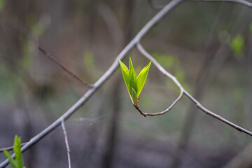 young green leaves on a branch in the forest