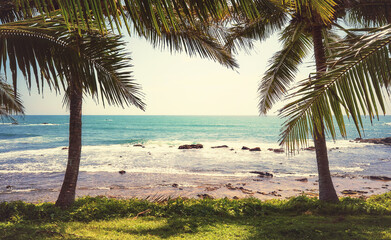 Palm trees at a tropical beach on a sunny summer day, color toning applied, Sri Lanka.
