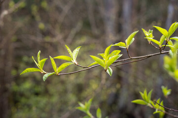 young green leaves on a branch in the forest